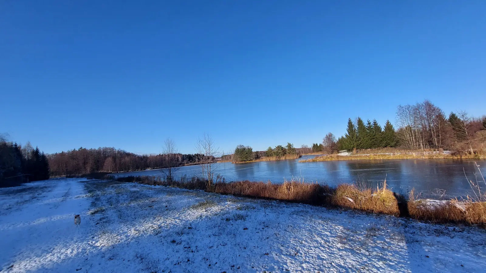 Zdjęcie przedstawia panoramiczny krajobraz zimowy o proporcjach obrazu 16:9, w którym dominują barwy błękitnego nieba oraz bieli śniegu. Na pierwszym planie widoczna jest ośnieżona łąka, przez którą przebiega niewyraźna ścieżka, a w oddali majaczy mały, jasny pies. W centrum kadru rozciąga się częściowo zamarznięte jezioro, którego powierzchnia odbija światło słoneczne. Brzegi zbiornika wodnego porastają wyschnięte, brązowe trawy oraz gęsty las iglasty i liściasty bez liści, co podkreśla surowy, zimowy klimat. Całość utrzymana jest w jasnej tonacji, z wyraźnie zarysowanym cieniem rzucanym przez fotografującego na prawą stronę zdjęcia.