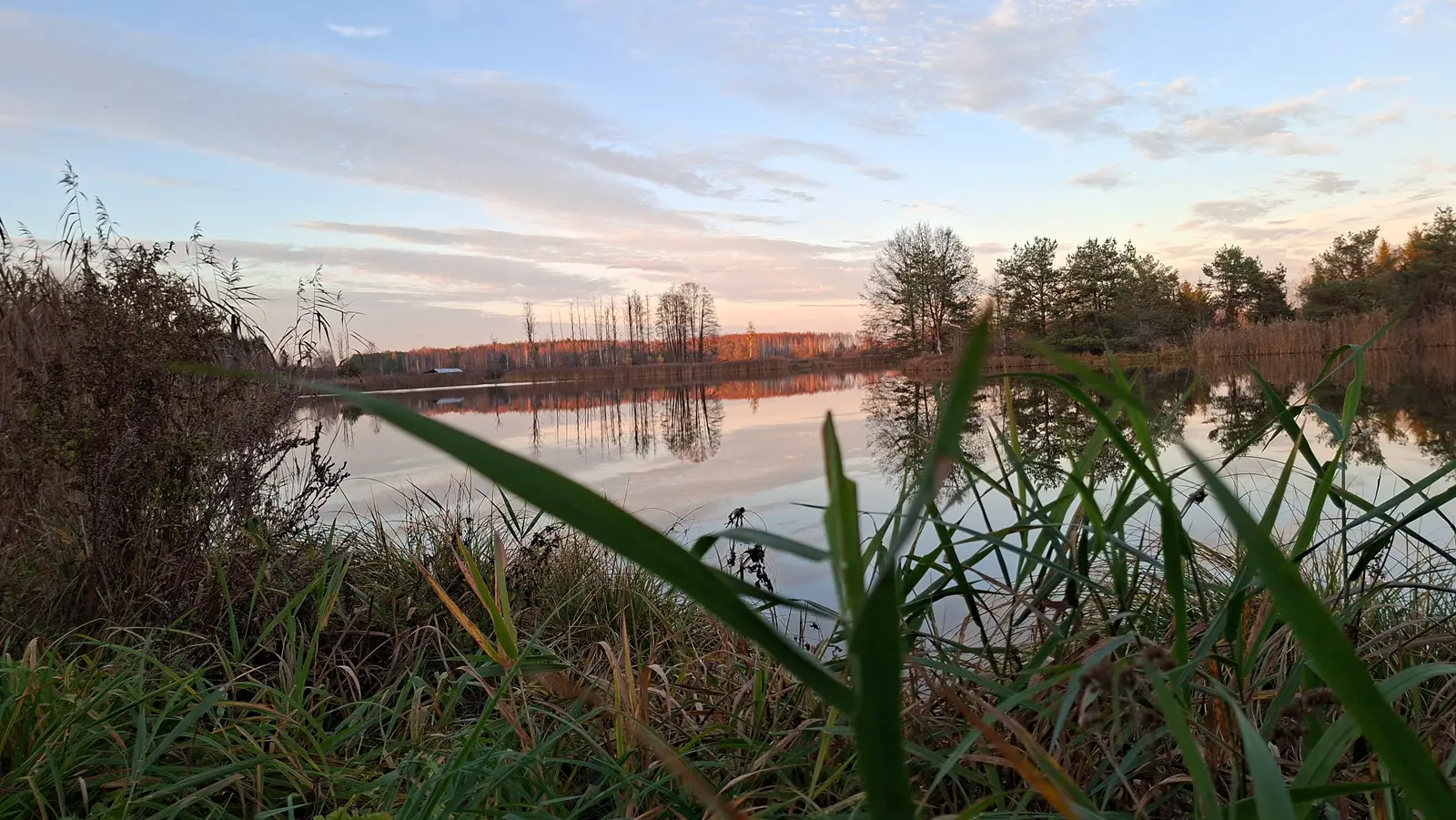 Zdjęcie w orientacji poziomej ukazuje spokojny, jesienny krajobraz nad jeziorem o zachodzie słońca. Na pierwszym planie widać wyraźne źdźbła wysokich traw, które tworzą naturalną ramę dla całej kompozycji. Gładka tafla wody wiernie odbija pasmo drzew i delikatne, różowo-błękitne chmury rozciągające się na niebie. Linia horyzontu jest nisko położona, podkreślając otwartość przestrzeni oraz naturalny spokój miejsca. Dominująca kolorystyka obejmuje stonowane odcienie zieleni, brązu oraz ciepłe, pastelowe tony nieba, co nadaje całości melancholijny i sielankowy charakter.