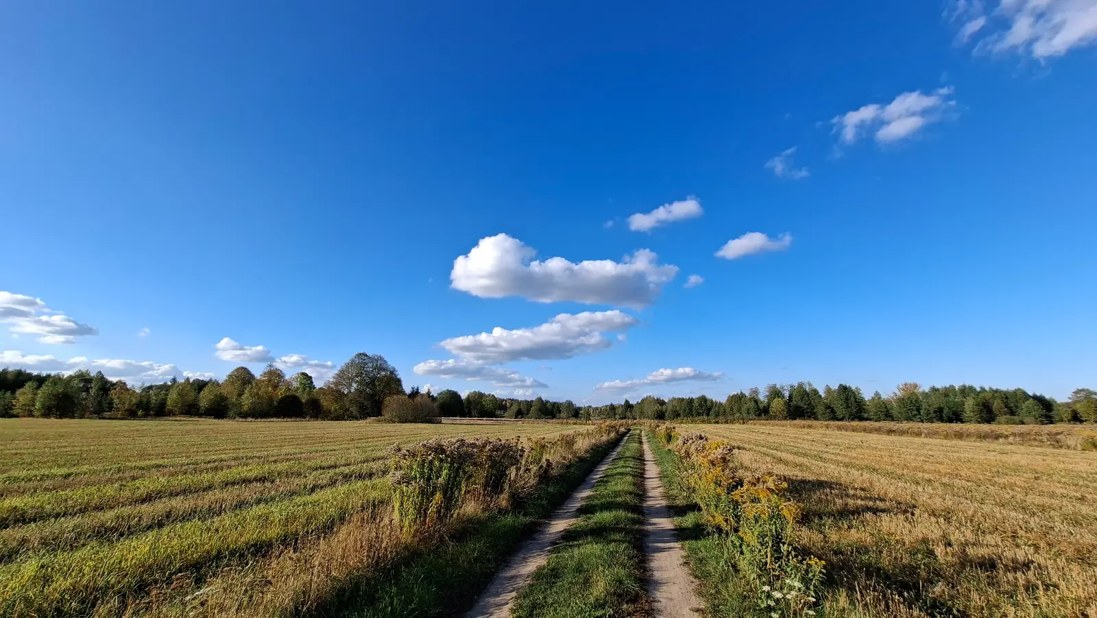 Krajobraz ukazuje szeroki, poziomy kadr o proporcjach 16:9, przedstawiający sielską wiejską drogę prowadzącą przez środek pola. Piaszczysta ścieżka z wyraźnymi śladami kół przecina pożniwne ściernisko, wzdłuż której rosną dzikie rośliny i wysokie trawy. Na horyzoncie widać gęstą linię drzew o jesiennych barwach, która oddziela ziemię od rozległego, błękitnego nieba. Całość dopełniają białe, pierzaste chmury porozrzucane na pogodnym niebie, podkreślając głębię perspektywy i otwartą przestrzeń. Zdjęcie utrzymane jest w jasnej, naturalnej kolorystyce, idealnie oddającej atmosferę słonecznego popołudnia na otwartej przestrzeni.